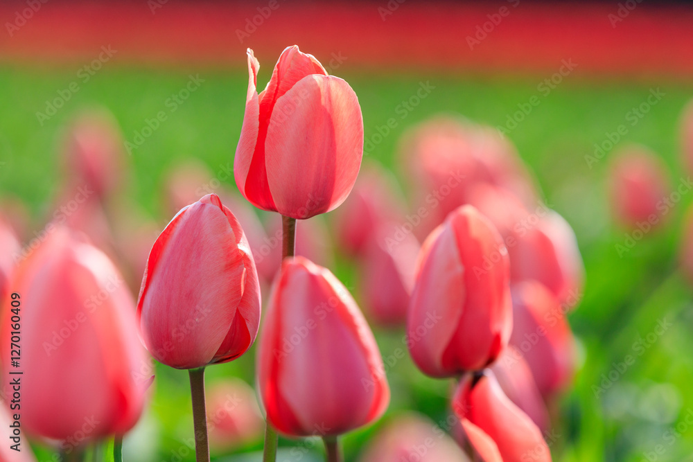 Fototapeta premium Europe, The Netherlands, Nord Holland. Callantsoog. Dutch tulips in field.