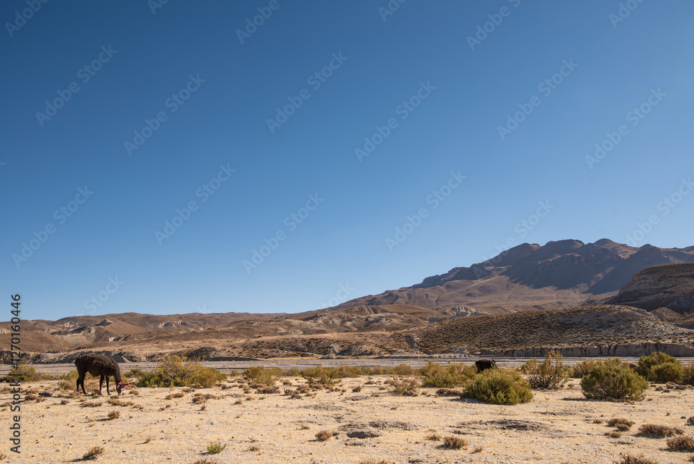 beautiful portrait of a group llamas grazing in the Andes mountain range surrounded by mountains clouds with a blue sky illuminated with natural light in the heights beautiful portrait of a group llamas grazing in the Andes mountain range surrounded by mountains clouds with a blue sky illuminated with natural light in the heights