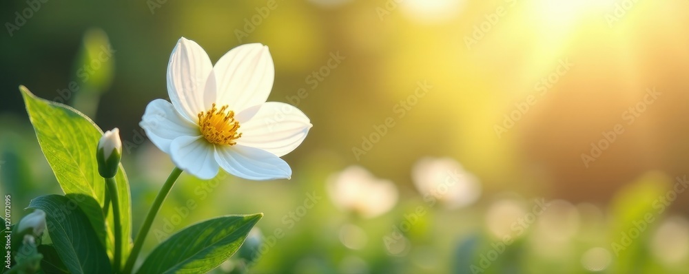 Softly glowing white flowers sway gently in the breeze, peaceful, nature Softly glowing white flowers sway gently in the breeze, peaceful, nature
