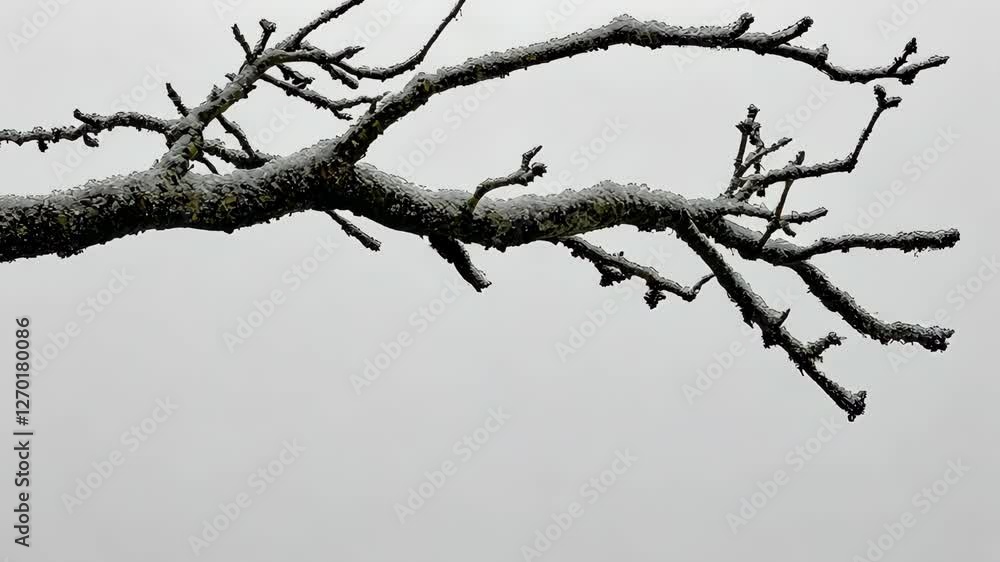 Frozen branches adorned with ice reflecting winter's chill in a gray sky Frozen branches adorned with ice reflecting winter's chill in a gray sky