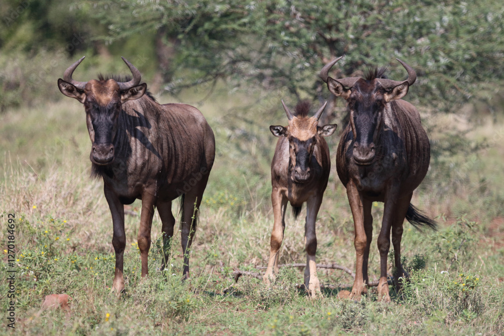 Streifengnu / Blue wildebeest / Connochaetes taurinus. Streifengnu / Blue wildebeest / Connochaetes taurinus.