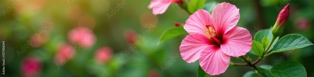 Pink hibiscus flower buds and leaves in a colorful garden, blossom, flowers of pink Pink hibiscus flower buds and leaves in a colorful garden, blossom, flowers of pink