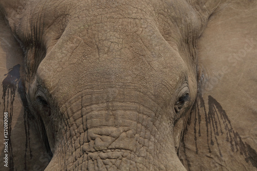 Afrikanischer Elefant / African elephant / Loxodonta africana.. photo