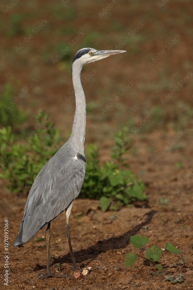 Afrikanischer Graureiher / Grey heron / Ardea cinerea Afrikanischer Graureiher / Grey heron / Ardea cinerea