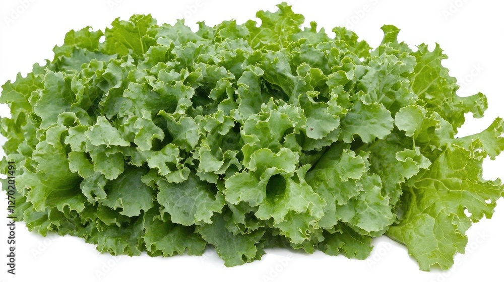 A whole head of iceberg lettuce with crisp, pale green leaves, isolated on white. A whole head of iceberg lettuce with crisp, pale green leaves, isolated on white.