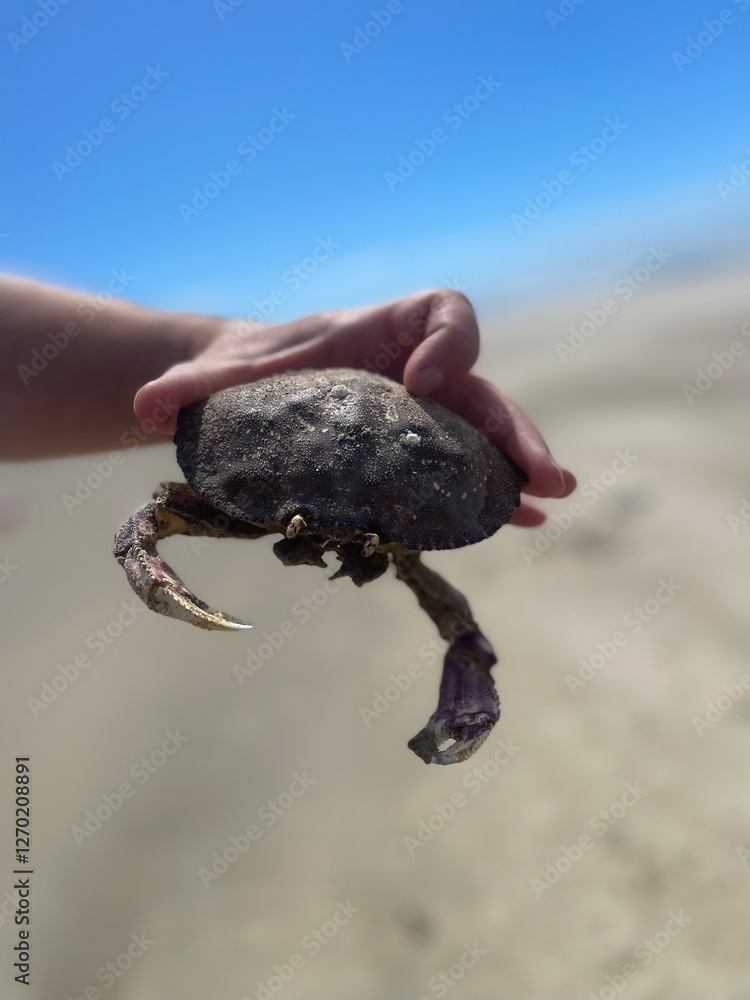 Big crab Big crab
