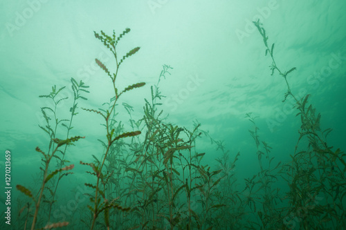 Curly Pondweed Potamogeton crispus Underwater with Copy-Space