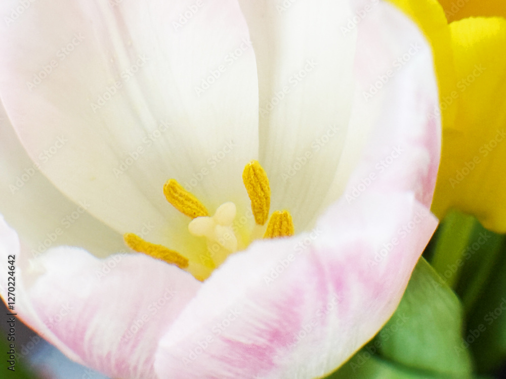 This stunning macro photograph captures the beauty of a white and pink tulip in close-up detail. The petals display a soft white hue with subtle pink edges, creating a gentle, romantic appearance. The This stunning macro photograph captures the beauty of a white and pink tulip in close-up detail. The petals display a soft white hue with subtle pink edges, creating a gentle, romantic appearance. The