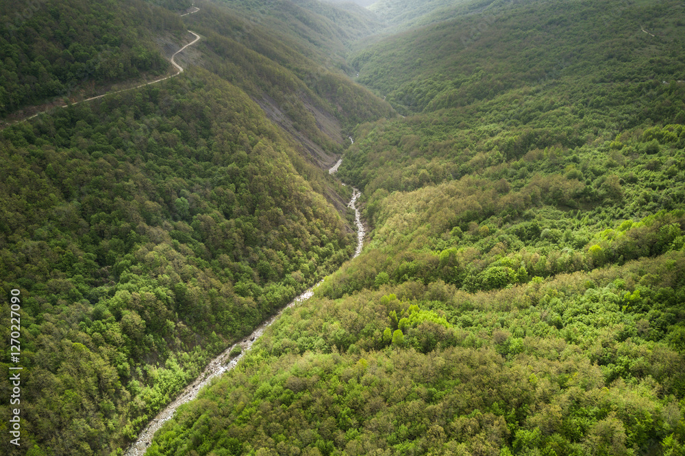 Aerial view of a lush green forest with a stream running through it winding road on the horizon Aerial view of a lush green forest with a stream running through it winding road on the horizon