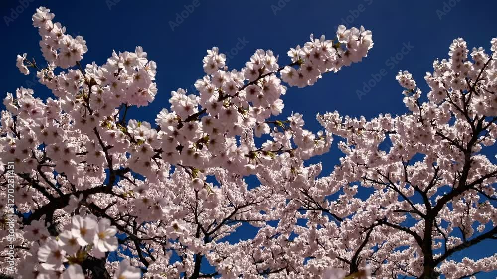 A breathtaking wide-angle video shot captures cherry blossoms framing Mount Fuji under a clear blue sky, highlighting nature's serene beauty. A breathtaking wide-angle video shot captures cherry blossoms framing Mount Fuji under a clear blue sky, highlighting nature's serene beauty.
