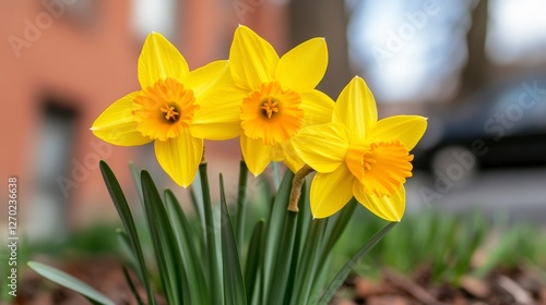 Bright Yellow Daffodils Blooming in Springtime Garden Surrounded by Green Grass