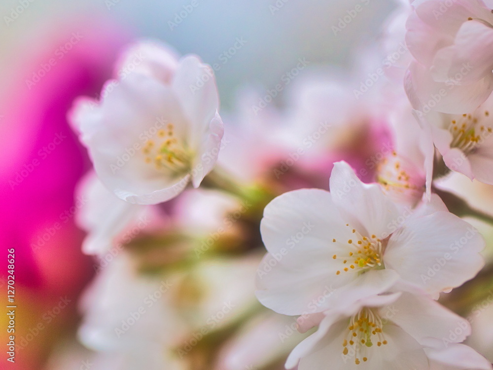 公園では枝垂れ桜が満開を迎え春の訪れを感じることが出来ます 公園では枝垂れ桜が満開を迎え春の訪れを感じることが出来ます