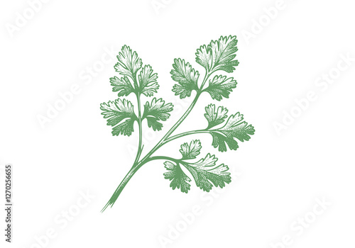 Cilantro Coriander Hand Drawn Illustration Sketch Vector Isolated