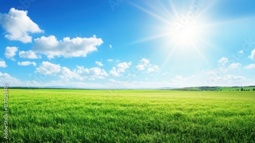 In the Heart of the Wheat Fields on a Sunny Day