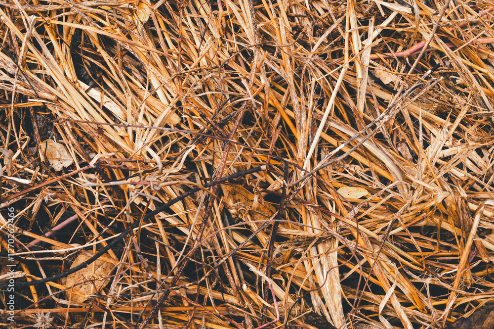 Dry Straw and Leaves on Ground Creating Natural Textured Background Dry Straw and Leaves on Ground Creating Natural Textured Background