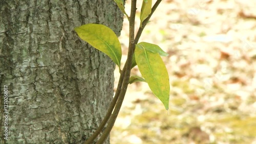 green leaves on tree
