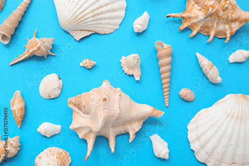 Many different sea shells on blue background