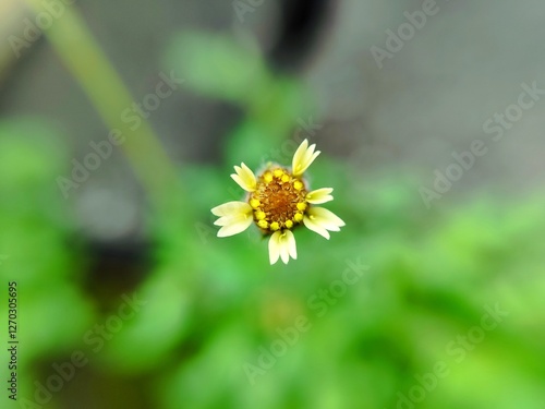 Wallpaper Mural small yellow flower taken with macro lens Torontodigital.ca