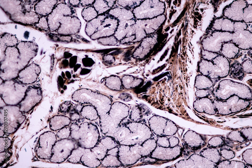 Billede på lærred Showing Light micrograph of the Adrenal gland, Spleen human and Other human tissues under the microscope for education in the laboratory