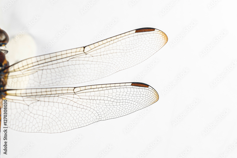 Structural characteristics and components of dragonflies in Thailand. Structural characteristics and components of dragonflies in Thailand.