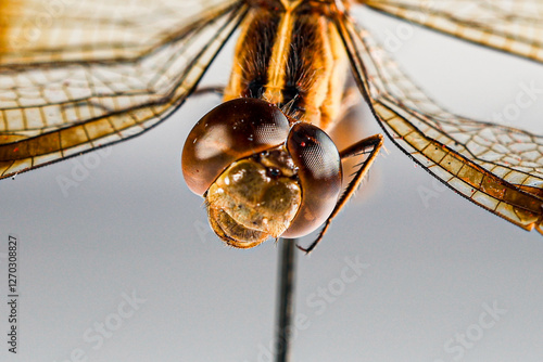 Structural characteristics and components of dragonflies in Thailand. photo