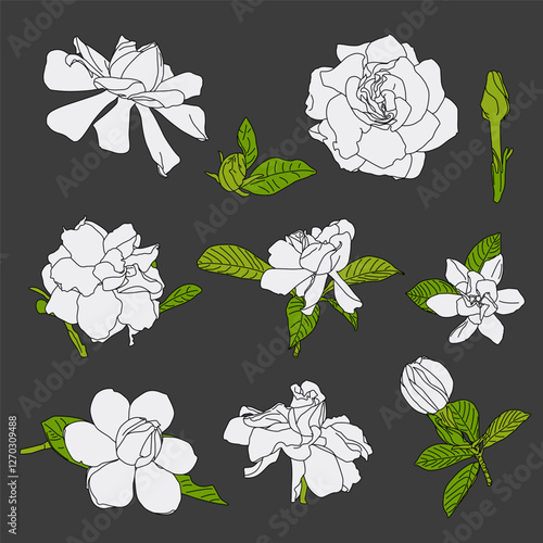 Gardenia jasminoides, Hand drawn botanical vector illustration. Great for wallpaper, card photo