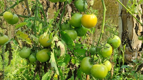Wallpaper Mural Shooting wiring. Ripe red juicy organic tomatoes on a growing tomato bush on beds in an ecological agricultural field. Sowing. Growing. Cultivating. Harvesting. Agriculture. Eco farming. Agribusiness Torontodigital.ca