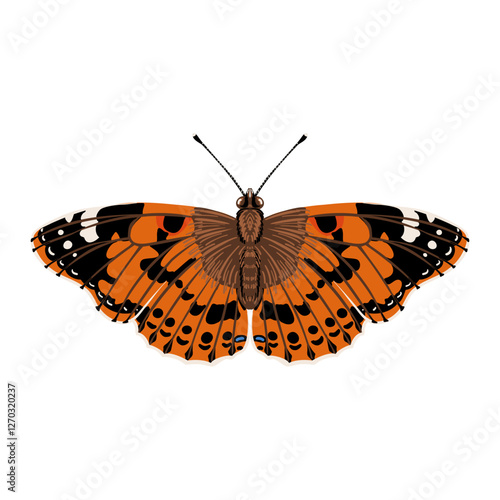 vector drawing painted lady butterfly ,Vanessa cardui , insect isolated at white background, natural element, hand drawn illustration