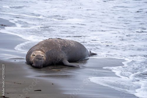 elephant seal on the beach