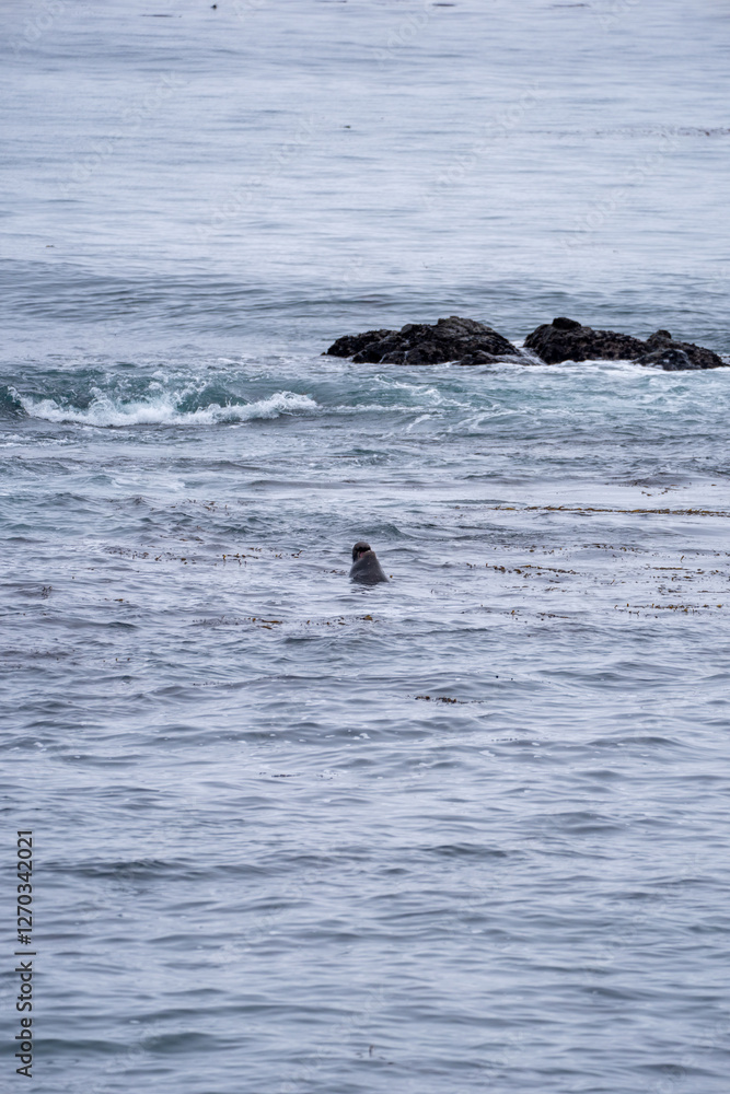 Obraz premium elephant seal in ocean