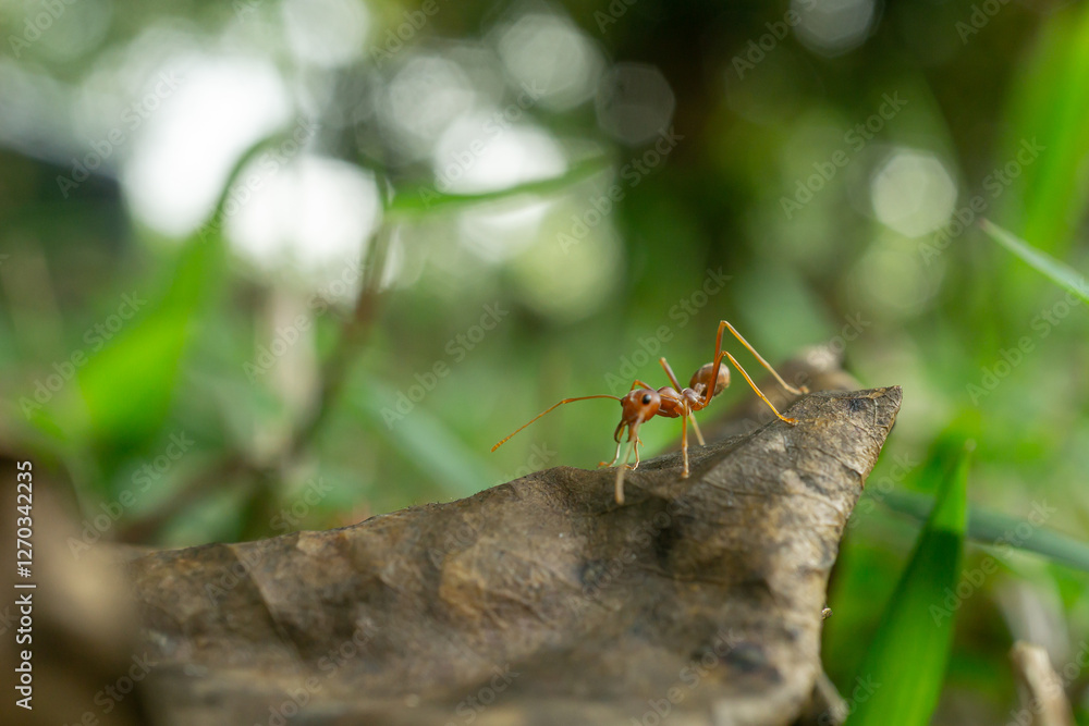Worker ants and light bokeh background, (Oecophylla smaragdina F.)
