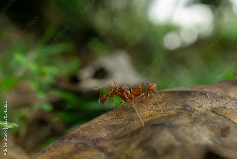 Worker ants and light bokeh background, (Oecophylla smaragdina F.)
