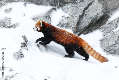 Red panda