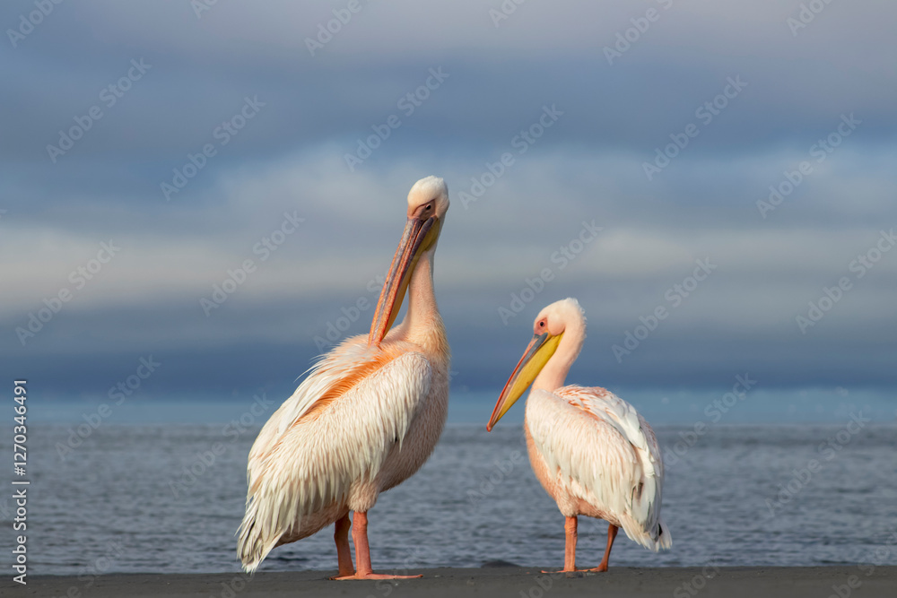 African wild birds. Great pelicans on the blue lagoon on a summer morning African wild birds. Great pelicans on the blue lagoon on a summer morning