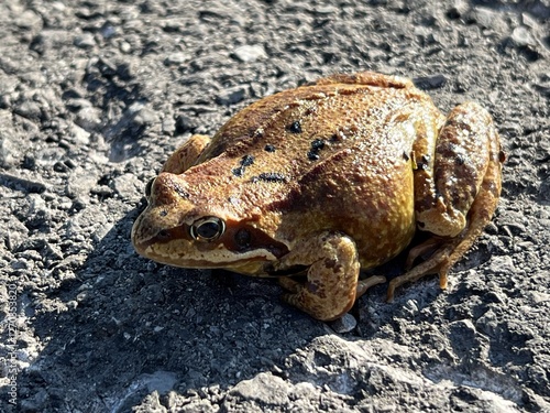 The european common frog (Rana temporaria), grass frog, also known as the, European grass frog, European Holarctic true frog, European pond frog, European brown frog, Grasfros or livadna smeđa žaba photo