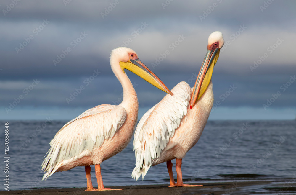 Fototapeta premium African wild birds. Great pelicans on the blue lagoon on a summer morning