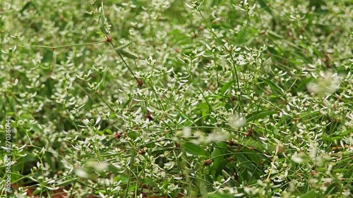 Wallpaper Mural Diamond frost. Euphorbia diamond frost in sunny day.
 Torontodigital.ca