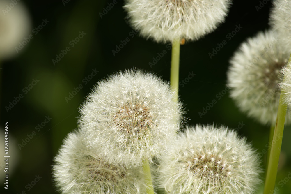 Close-Up of Fluffy Dandelion Clocks Against a Vibrant Green Background Close-Up of Fluffy Dandelion Clocks Against a Vibrant Green Background