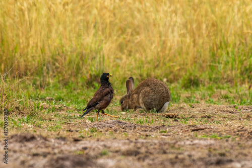 Farm, rabbit and myna