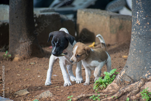 Indian puppies
