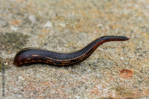 Fotografie Australian leech crawling across a sandstone rock