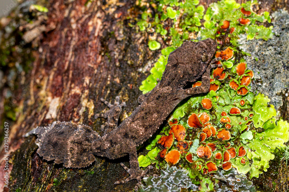 Moritz's Leaf-tailed Gecko resting on lichen Moritz's Leaf-tailed Gecko resting on lichen