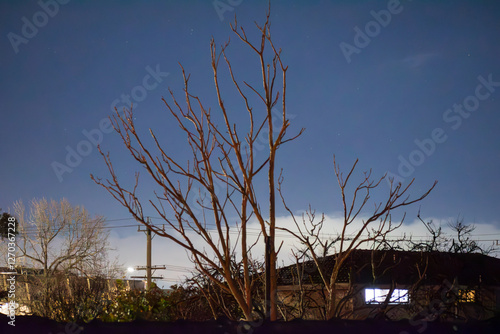 silhouette of a tree at night