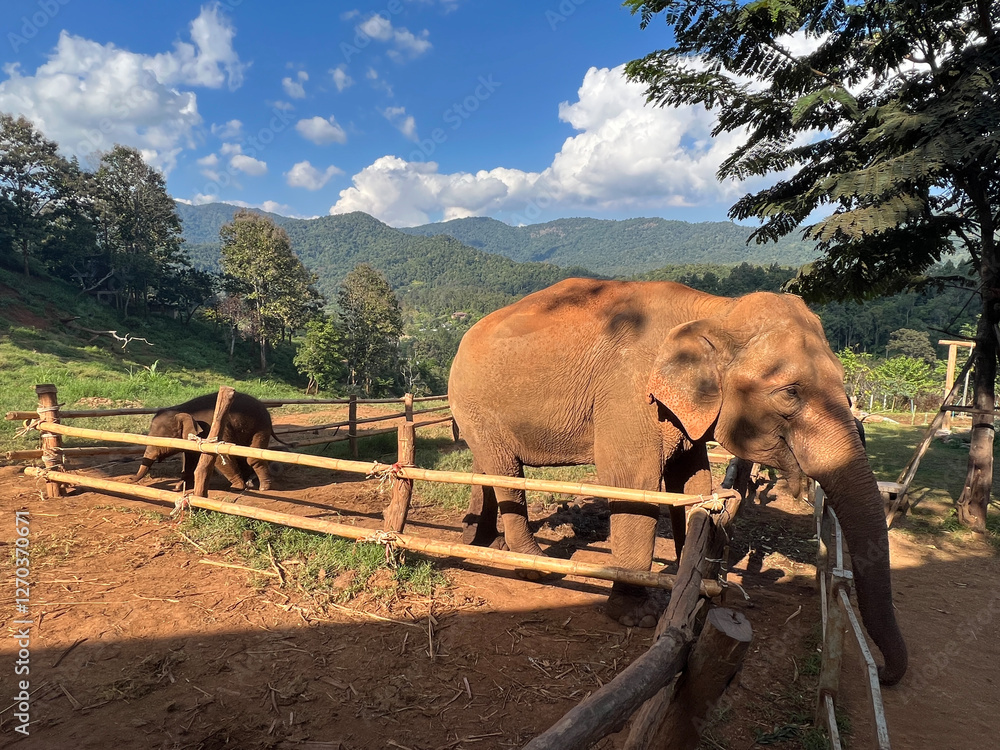 Mother and baby elepehant at Elefin farm around Chiang mai