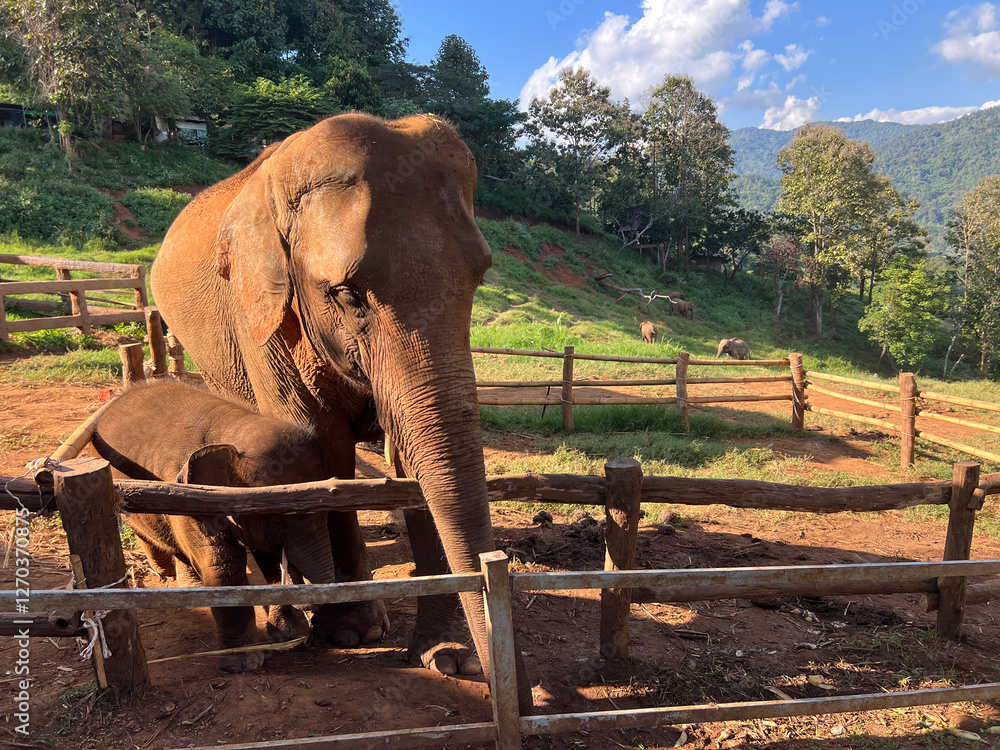 Mother and baby elepehant at Elefin farm around Chiang mai