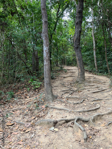 Obraz na płótnie Hiking path towards Wat Pha Lat temple in Chang Mai w salonie