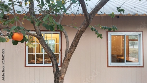 Close up window vacation home with orange tree