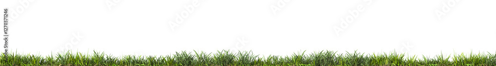 Fototapeta premium Fresh green grass field isolated on transparent background. 3d realistic rendering . PNG format 