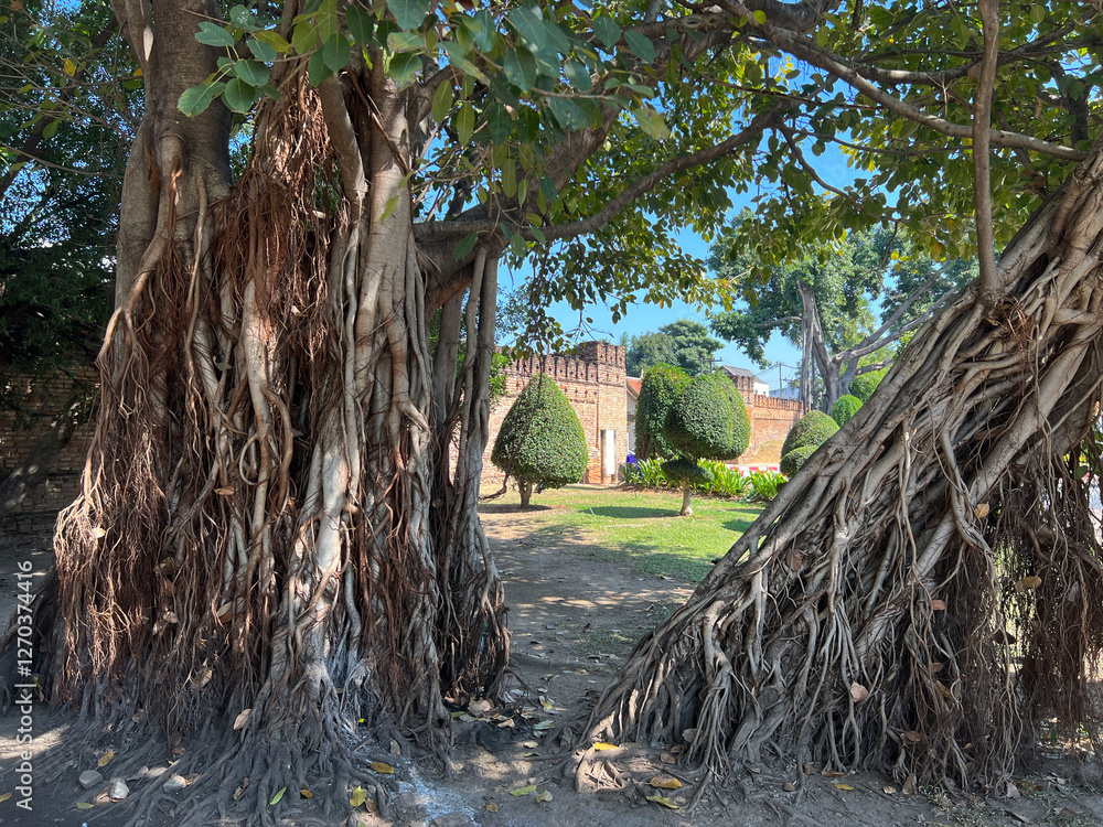 Trees around the old city wall of Chiang Mai