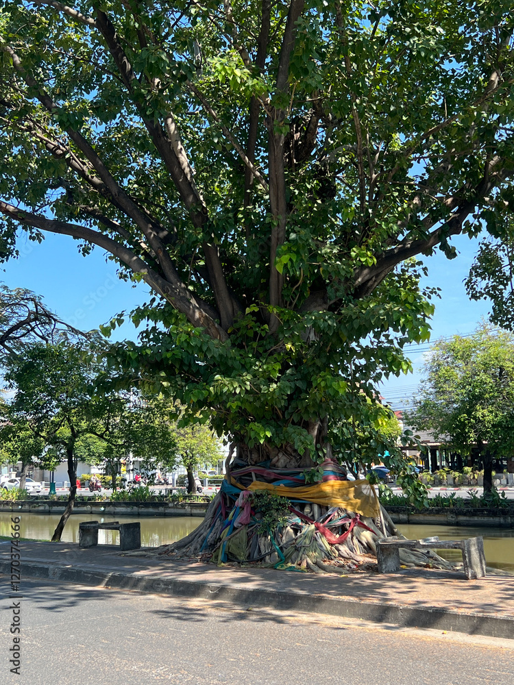 Tree around the old canal of Chiang Mai